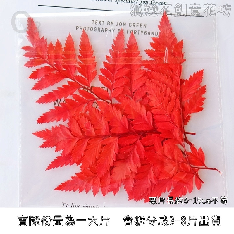 ❰紅色❱高山羊齒(1份),份量請以選項為主