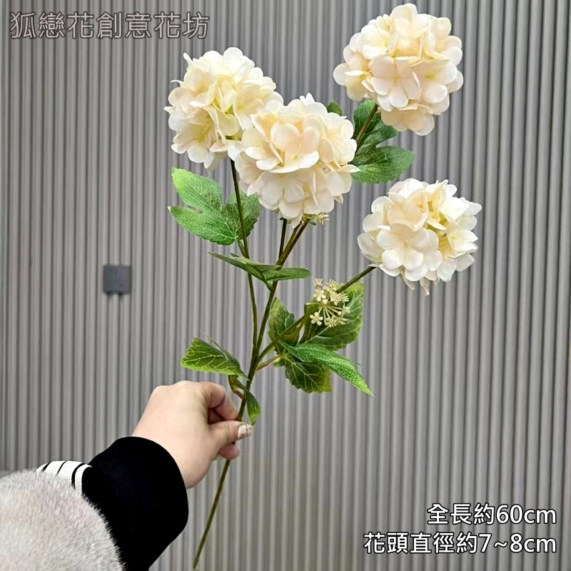 4頭夢幻繡球❰香檳❱