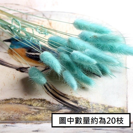 ❰藍❱兔尾草10枝,🦊~賣場商品眾多，歡迎參觀選購~🦊