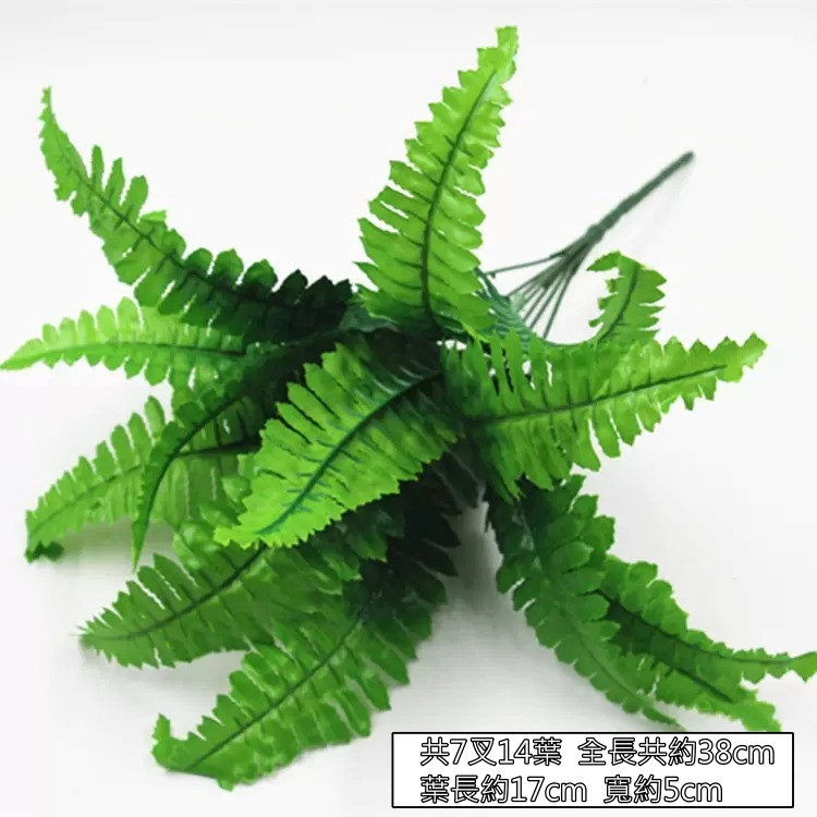14葉｜波士頓蕨草（中）,🦊~賣場商品眾多，歡迎參觀選購~🦊