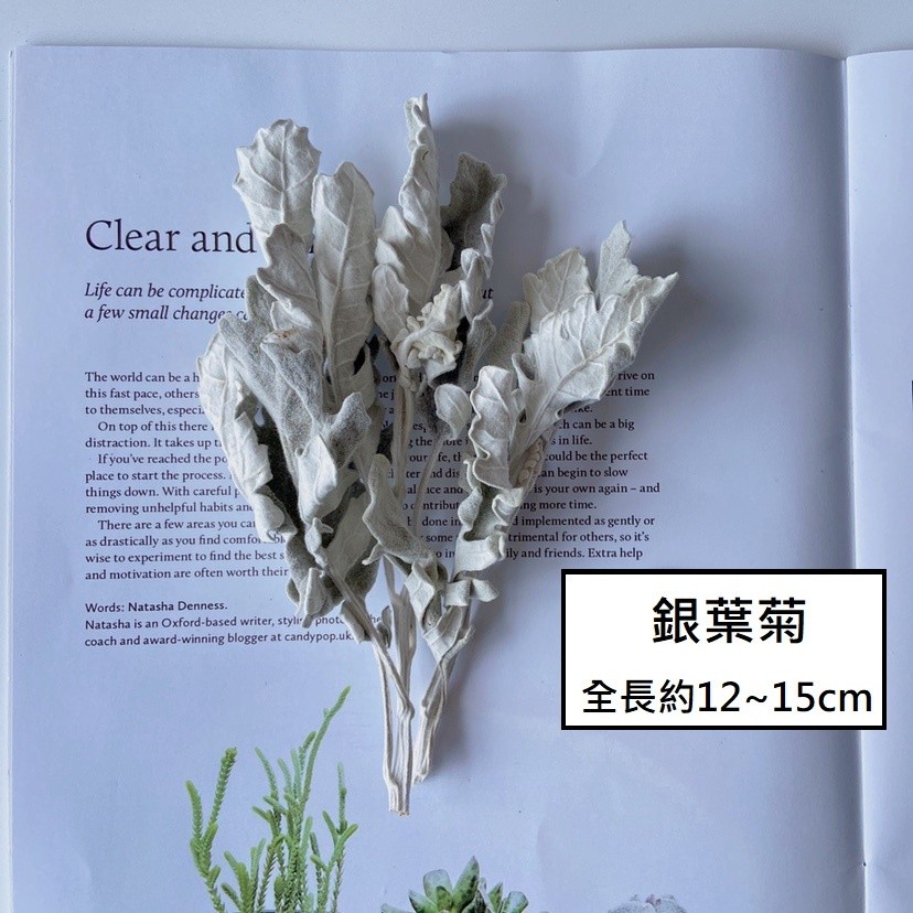 銀葉菊(1份),🦊~賣場商品眾多，歡迎參觀選購~🦊