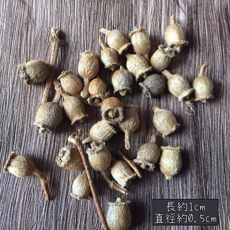 ❰原色❱小山捻(桃金孃果)(10顆),尺寸與數量請參考選項跟圖片