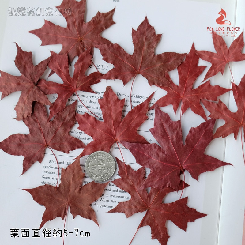 ❰紅色❱楓葉(5片)