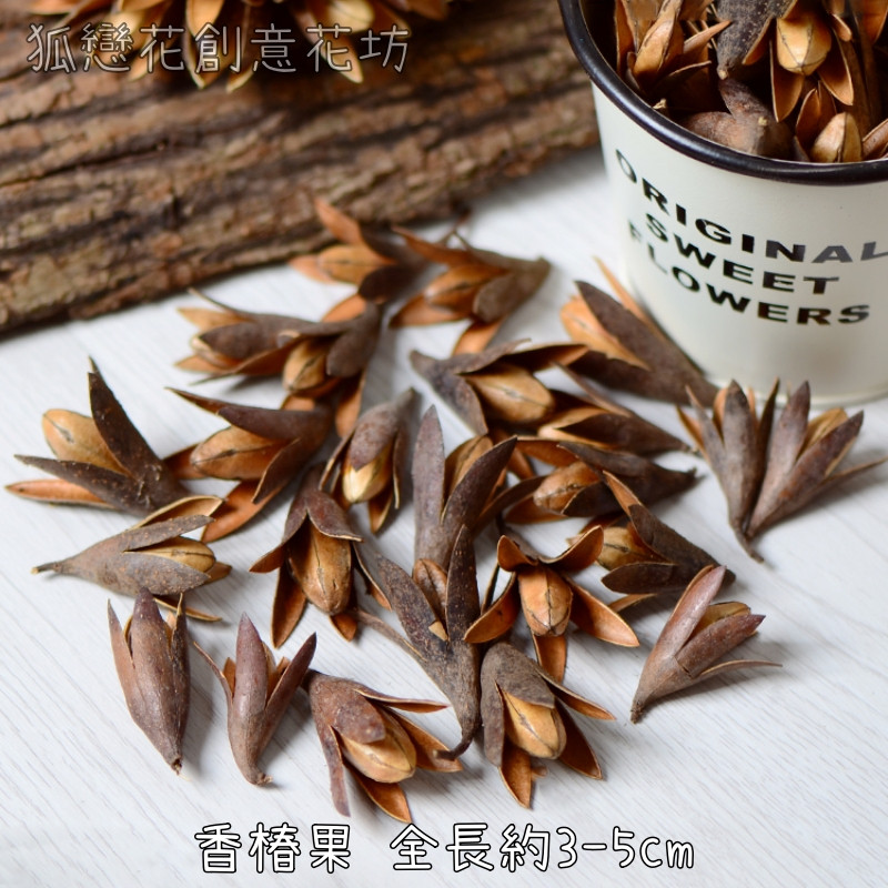 ❰原色❱香椿果(10個)