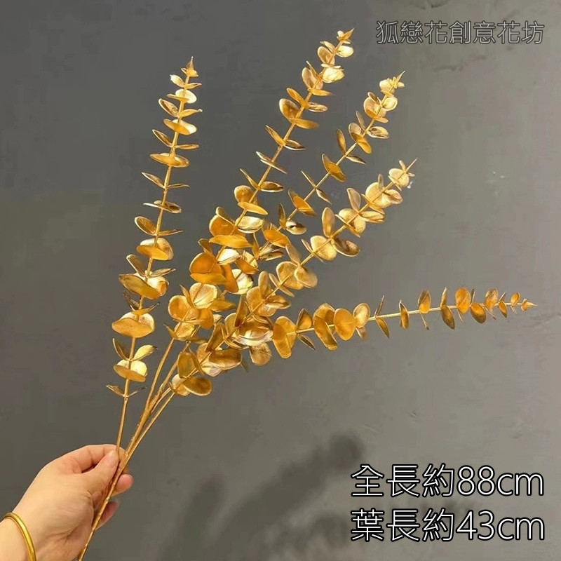(金漆)五叉尤加利