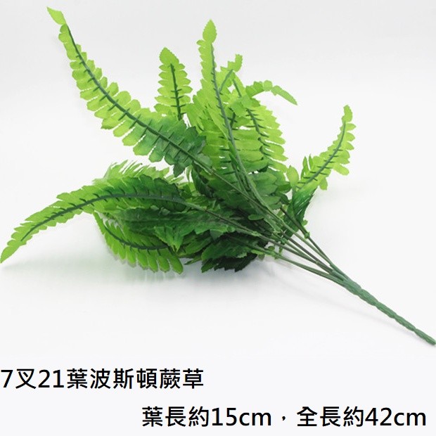 21葉｜波士頓蕨草（小）,🦊~賣場商品眾多，歡迎參觀選購~🦊