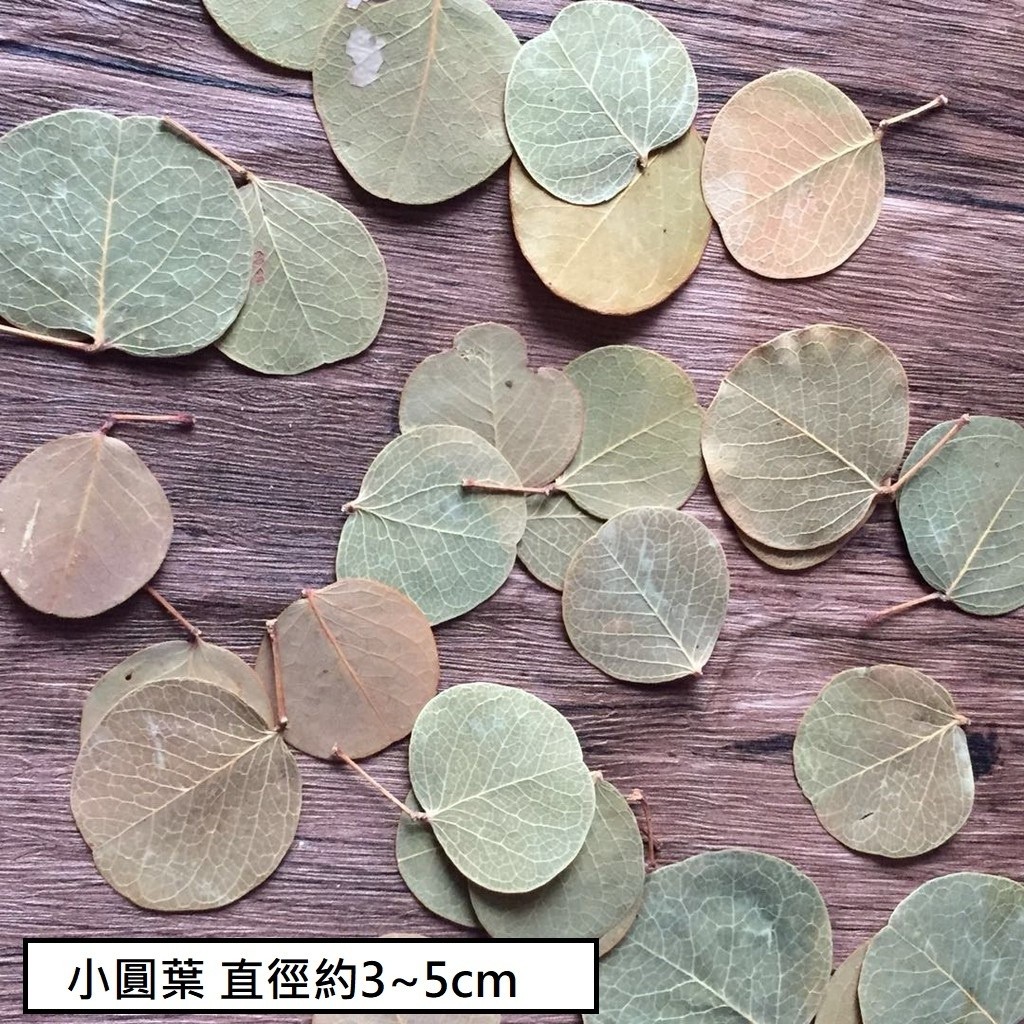 小圓葉(5片)