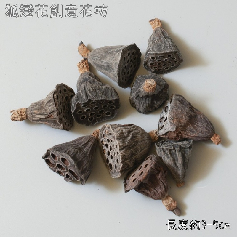 ❰原色❱小蓮蓬(2個),🦊~賣場商品眾多，歡迎參觀選購~🦊