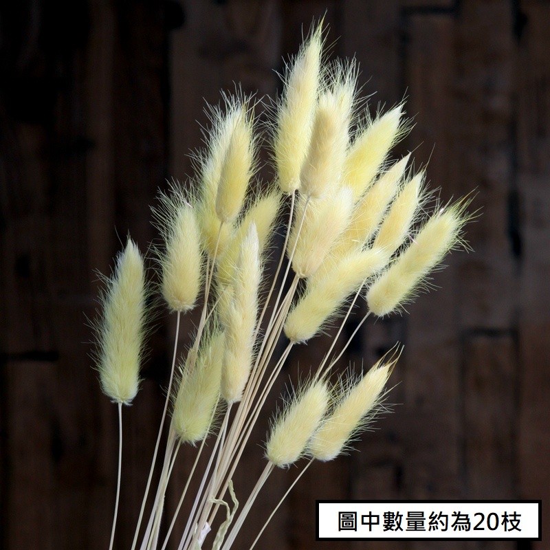 ❰黃❱兔尾草10枝,🦊~賣場商品眾多，歡迎參觀選購~🦊