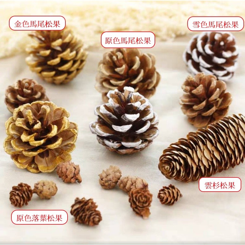 台灣現貨【乾燥松果果實】馬尾松雲杉松自然素材 花藝手作配材 花圈盆栽 原色金銀雪色 多款尺寸 聖誕佈置 花藝材料 花圈藤
