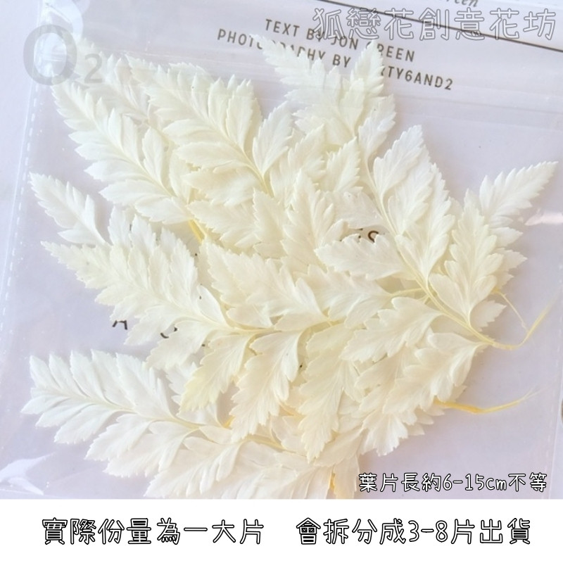 ❰白色❱高山羊齒(1份),份量請以選項為主