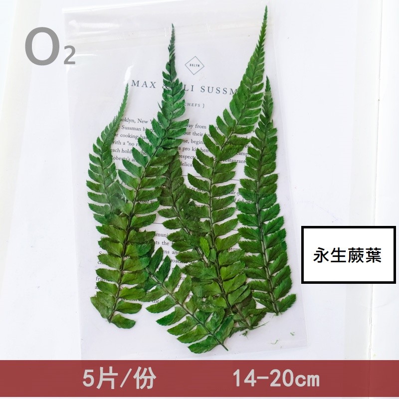 ❰綠色❱小蕨葉(5片),份量請以選項為主