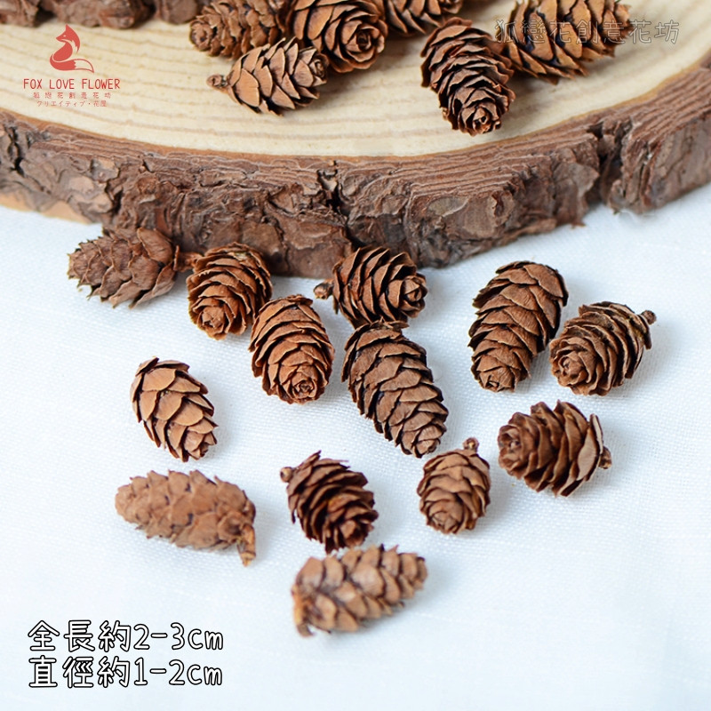 ❰原色❱小落葉松(10顆)