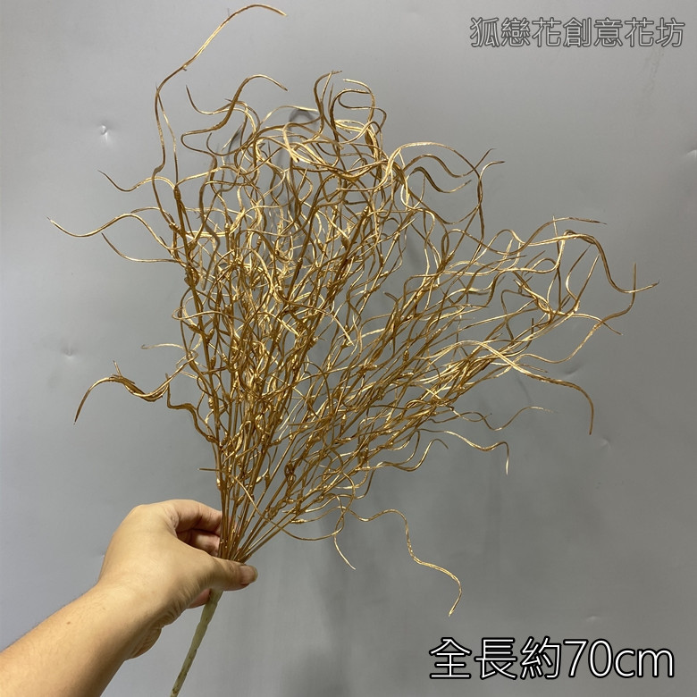 (金漆)龍鬚草