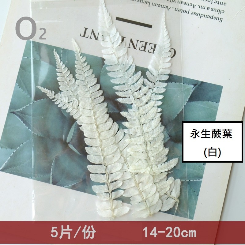 ❰白色❱小蕨葉(5片),份量請以選項為主
