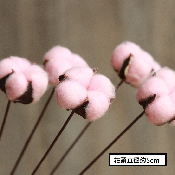 帶桿❰粉色❱棉花3枝