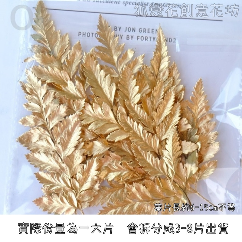 ❰金漆❱高山羊齒(1份),份量請以選項為主