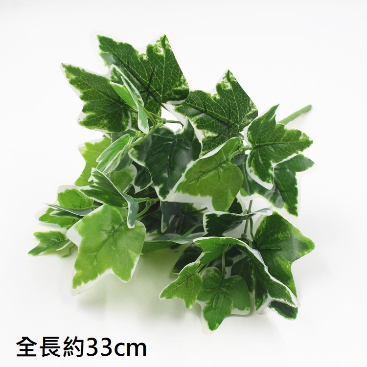 7叉｜白邊地瓜葉,🦊~賣場商品眾多，歡迎參觀選購~🦊