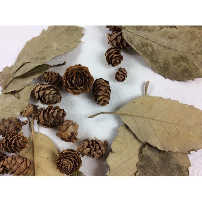台灣現貨【乾燥落葉松果】天然雪松果乾燥果實 花圈花藝佈置材料 原色金銀雪色 禮盒包裝點綴 花藝材料 花圈藤圈 聖誕佈置