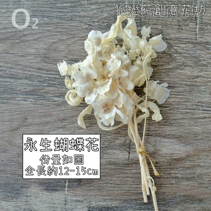 ❰白色❱永生蝴蝶花(1份),份量請以選項為主