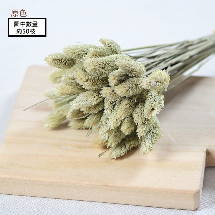 ❰原色❱佳那利10枝,🦊~賣場商品眾多，歡迎參觀選購~🦊