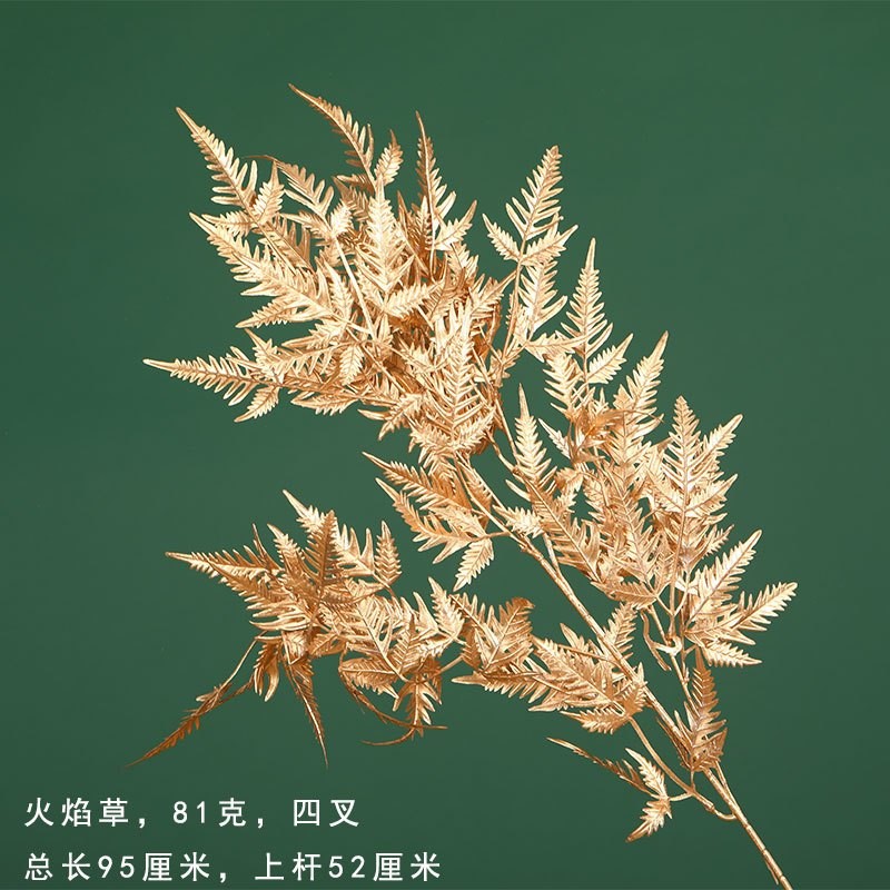 (金漆)火焰草