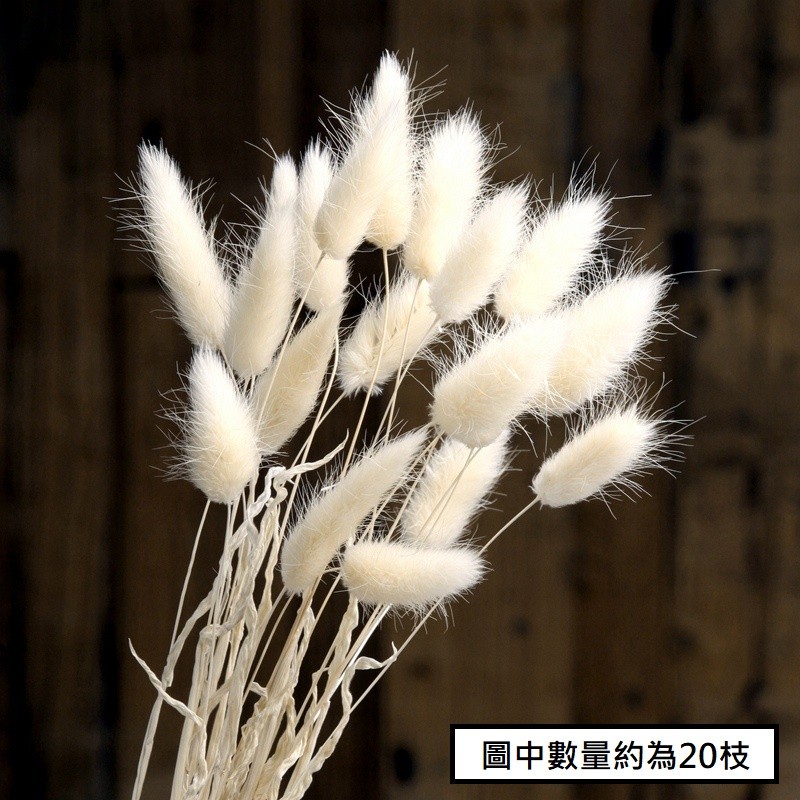 ❰米白❱兔尾草10枝,🦊~賣場商品眾多，歡迎參觀選購~🦊