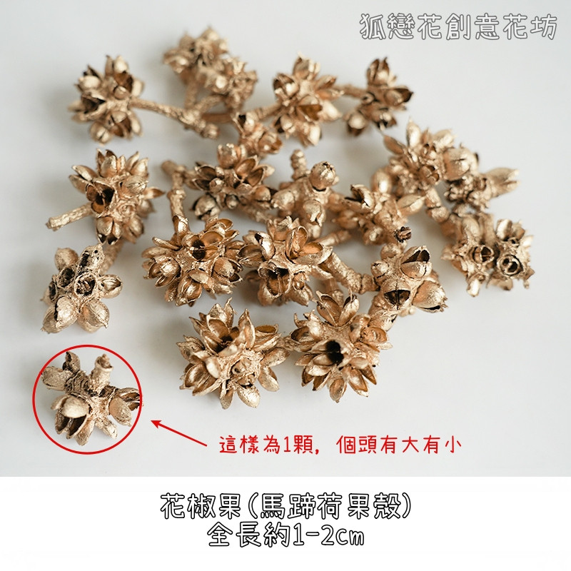 金色 花椒果殼／馬蹄荷果殼（5個）,🦊~賣場商品眾多，歡迎參觀選購~🦊