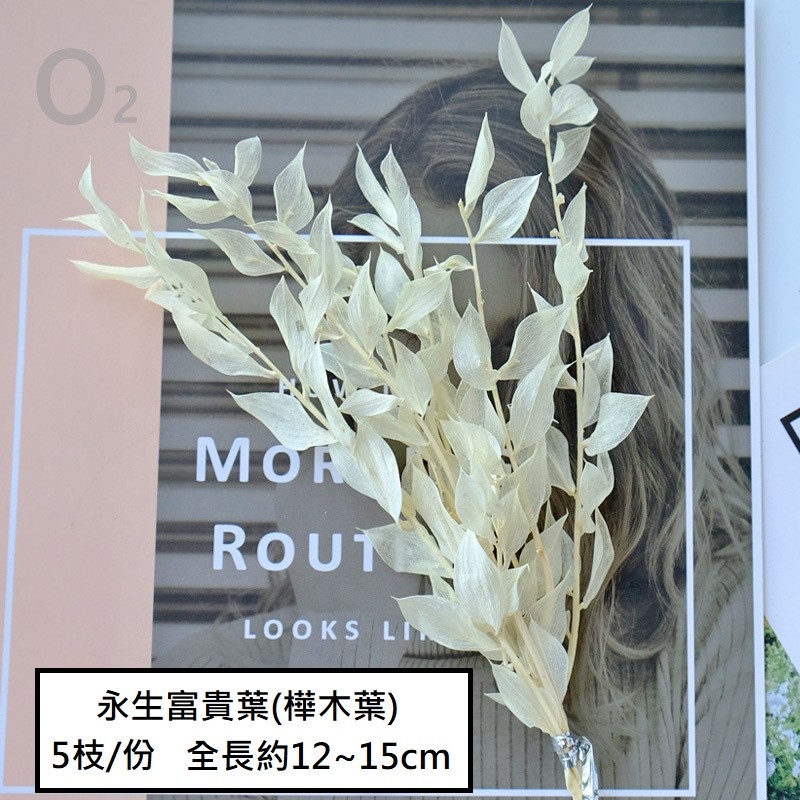 ❰白色❱富貴葉/樺木葉(1份),份量請以選項為主