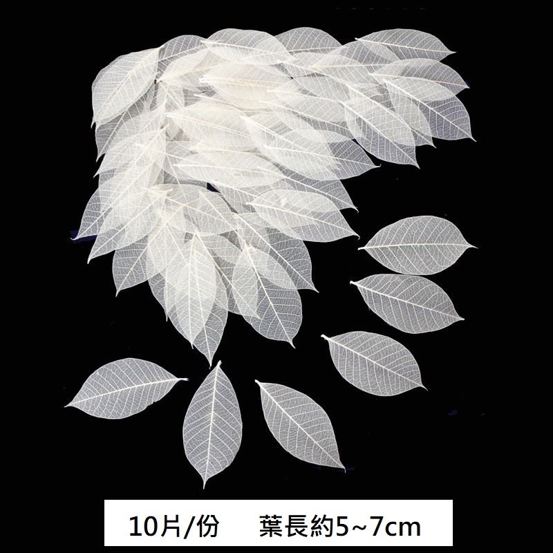 ❰白色❱葉脈片(10片),份量請以選項為主