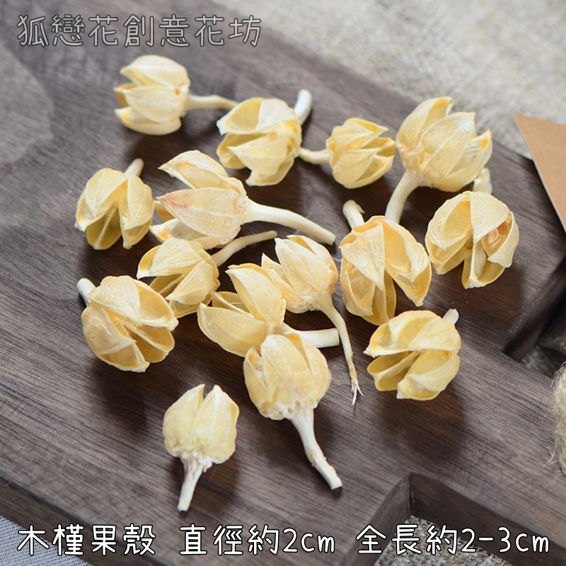 ❰白色❱木槿果殼(5個)