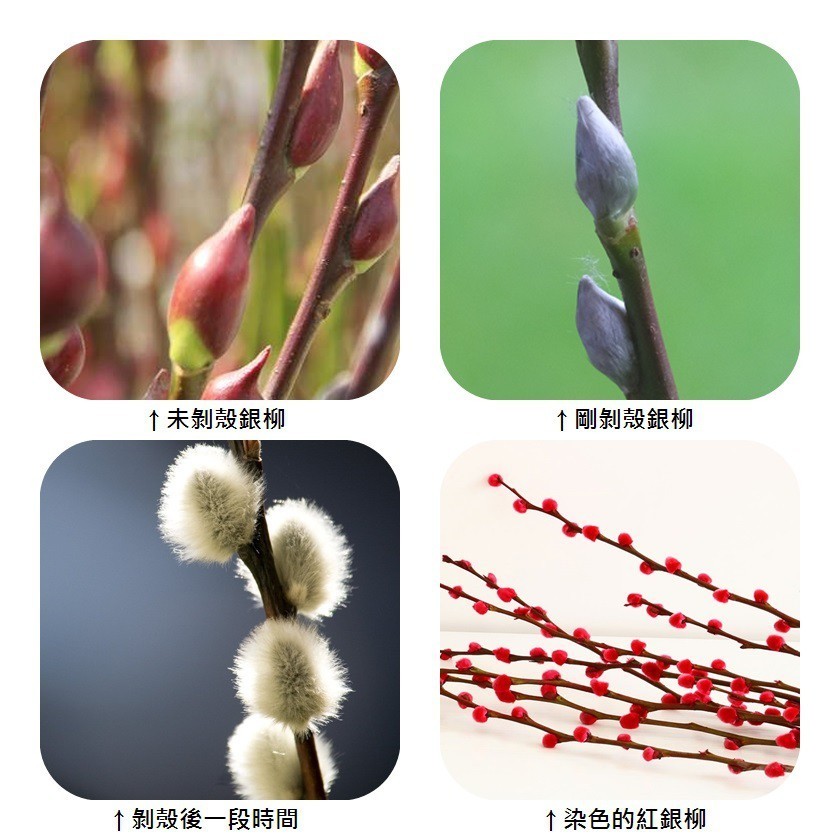 台灣現貨【新年銀柳花藝材料】染色銀柳白銀柳未剝殼銀柳 棉花桃花櫻花配件同頁選 插花盆栽玄關店面佈置 新年佈置