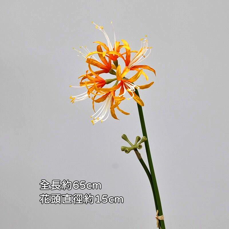 大彼岸花(橘色)1花1苞
