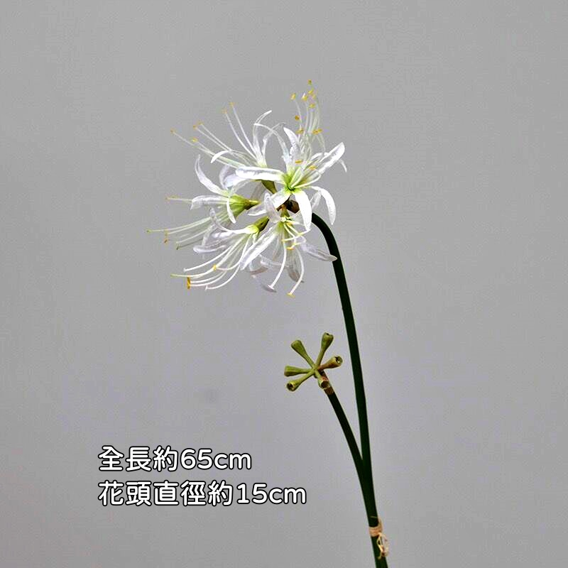 大彼岸花(白色)1花1苞