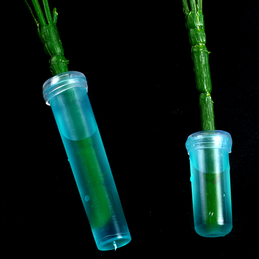 台灣現貨【花束保水管】單支花小水管4cm7cm 包裝材料 花束配件 節慶包裝 保濕裝水配件