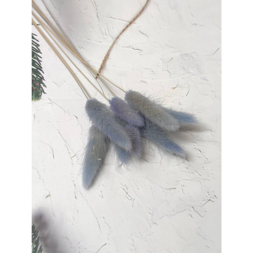 兔尾草【淺紫】（10枝）