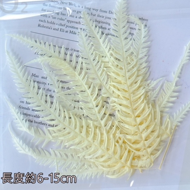 ❰白❱龍爪葉(15葉)