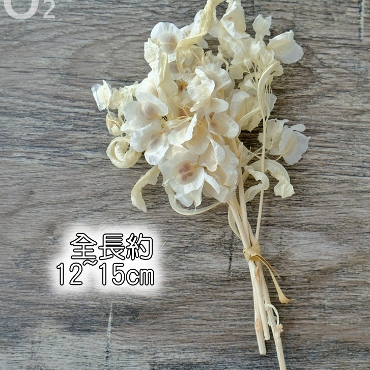❰白色❱ 永生蝴蝶花（1份）,🦊~賣場商品眾多，歡迎參觀選購~🦊