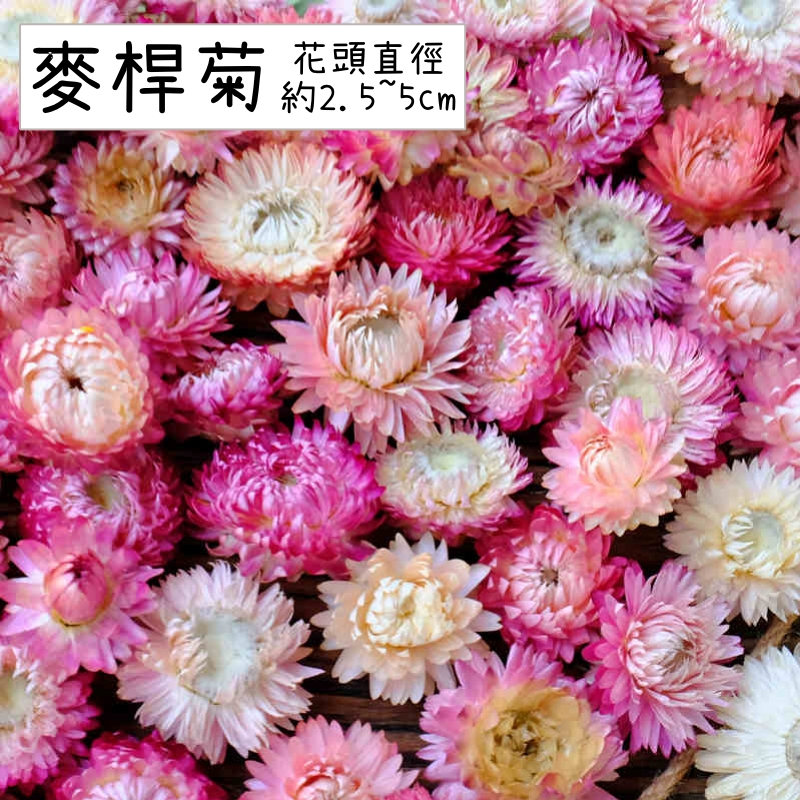 粉色麥桿菊(5朵),本頁面僅花頭不帶桿