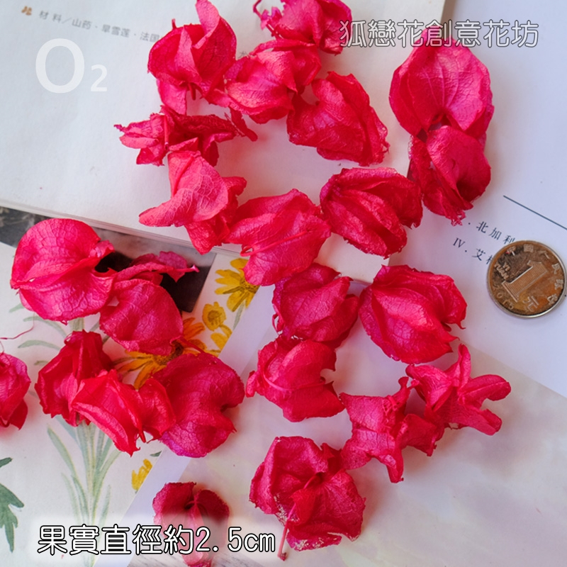 ❰大紅色❱燈籠果花頭(約25顆)