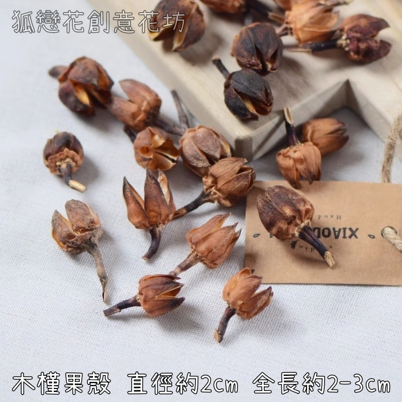 ❰原色❱木槿果殼(5個),🦊~賣場商品眾多，歡迎參觀選購~🦊