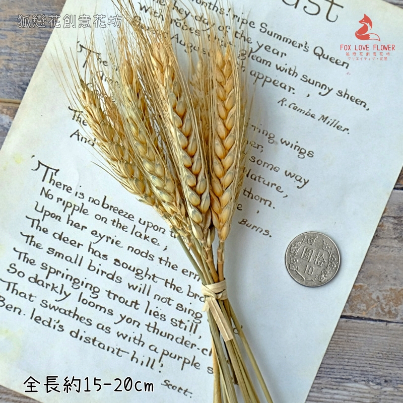 ❰原色❱短麥穗(10枝),🦊~賣場商品眾多，歡迎參觀選購~🦊