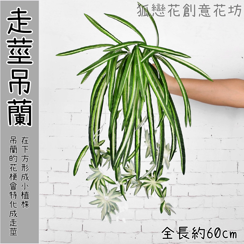走莖吊蘭,🦊~賣場商品眾多，歡迎參觀選購~🦊