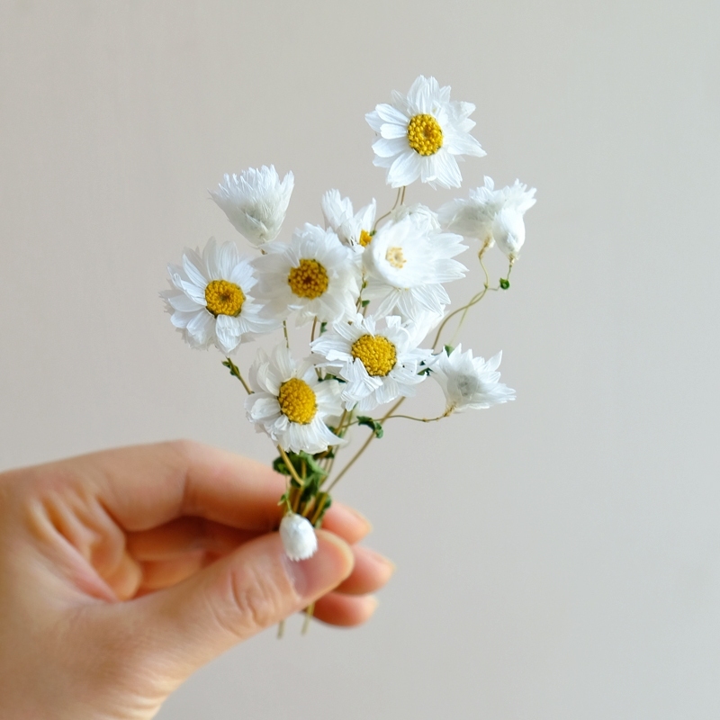 ❰白色❱羅丹斯花(1份)
