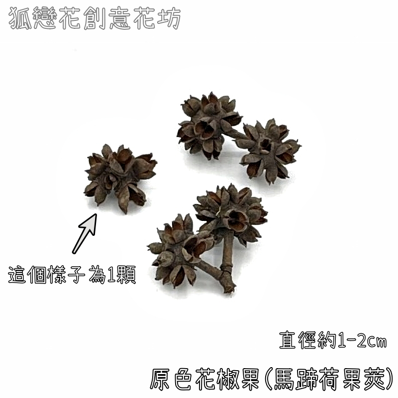❰原色❱花椒果/馬蹄荷果殼(3個),🦊~賣場商品眾多，歡迎參觀選購~🦊