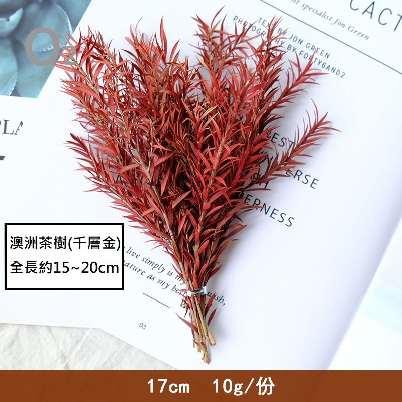❰紅色❱澳洲茶樹/千層金(約8枝),份量請以選項為主