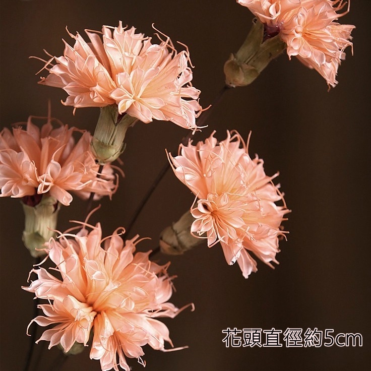 ❰橘紅❱康乃馨1朵,本頁面僅花頭不帶桿