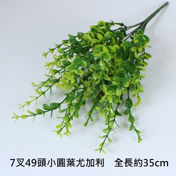 7叉圓葉小尤加利,🦊~賣場商品眾多，歡迎參觀選購~🦊