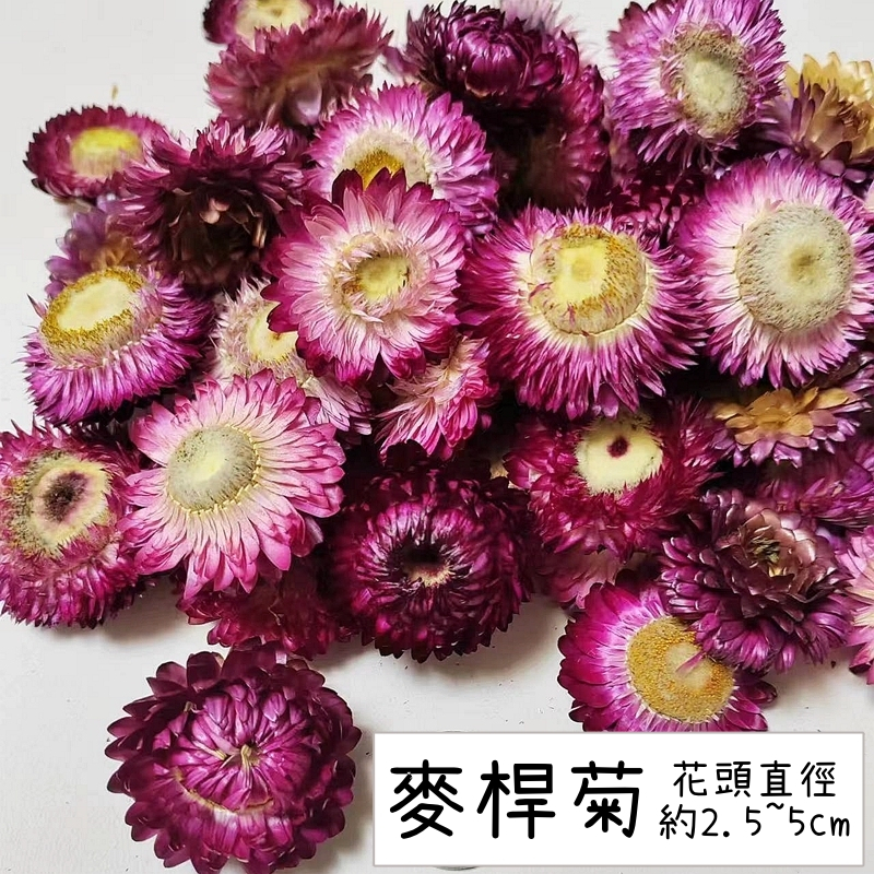 紫紅色麥桿菊(5朵),本頁面僅花頭不帶桿