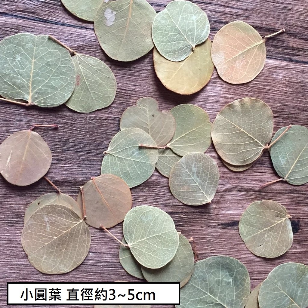 小圓葉(5片),🦊~賣場商品眾多，歡迎參觀選購~🦊